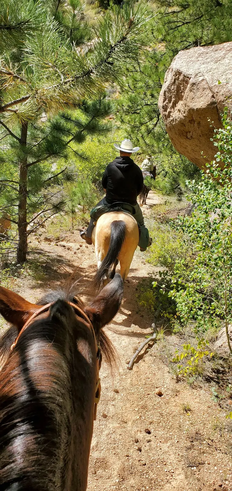 A ranch horseback ride through the pines near Guffey, Colorado.