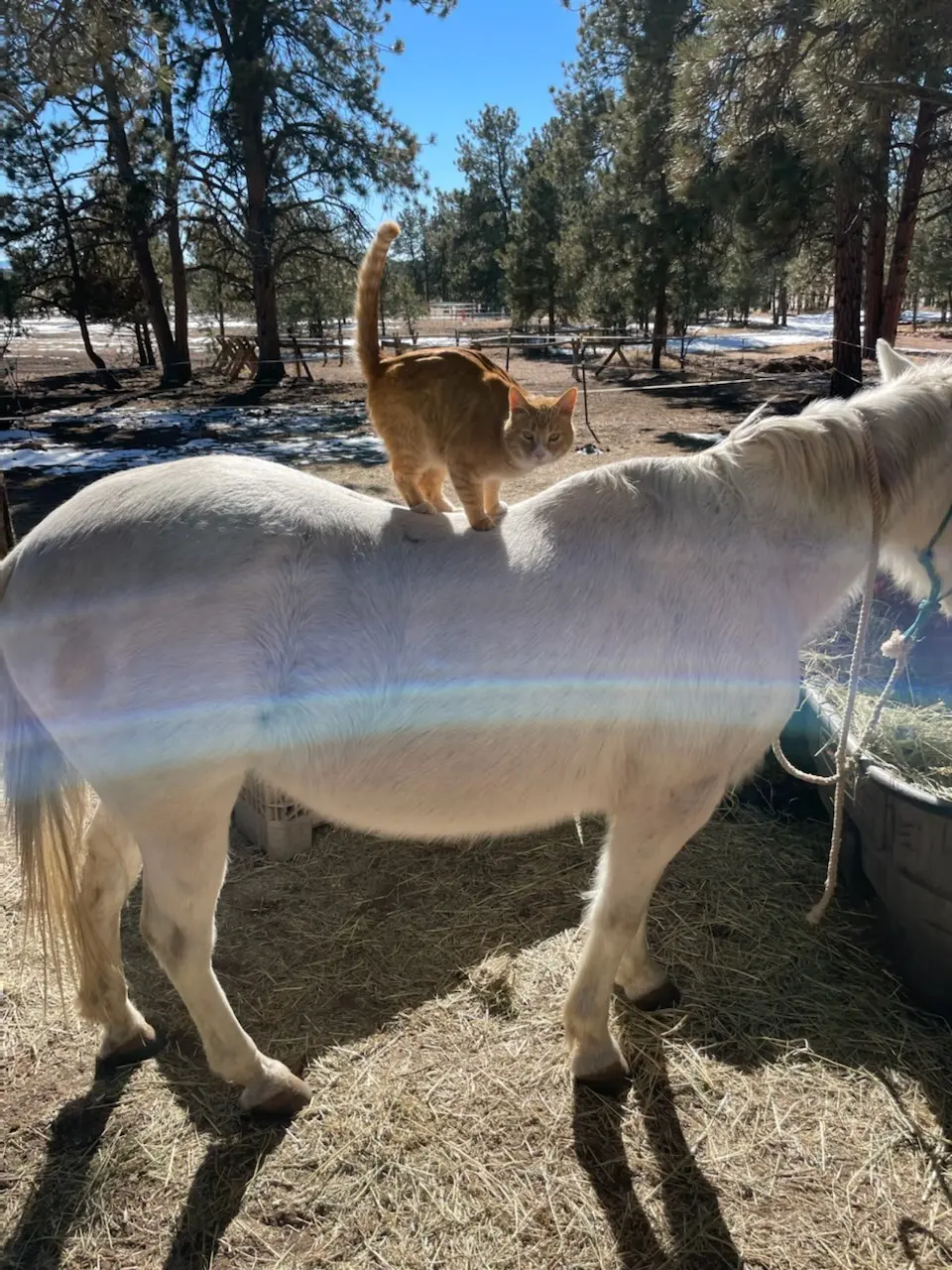 Ranch horses greeting visitors at the fence.