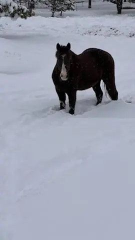 A ranch horse enjoying fresh Colorado snow.