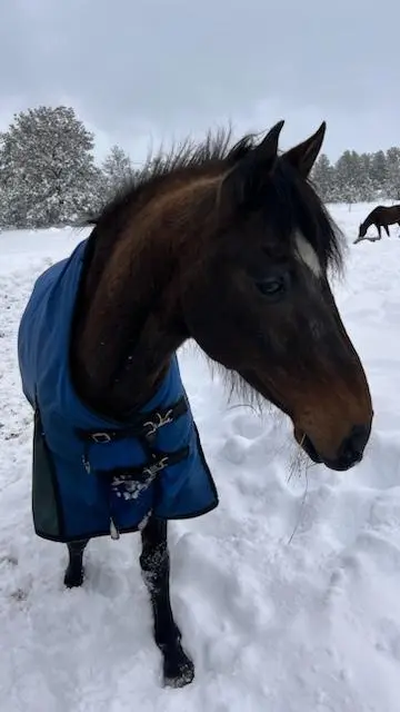 A blanketed horse on a snowy morning.