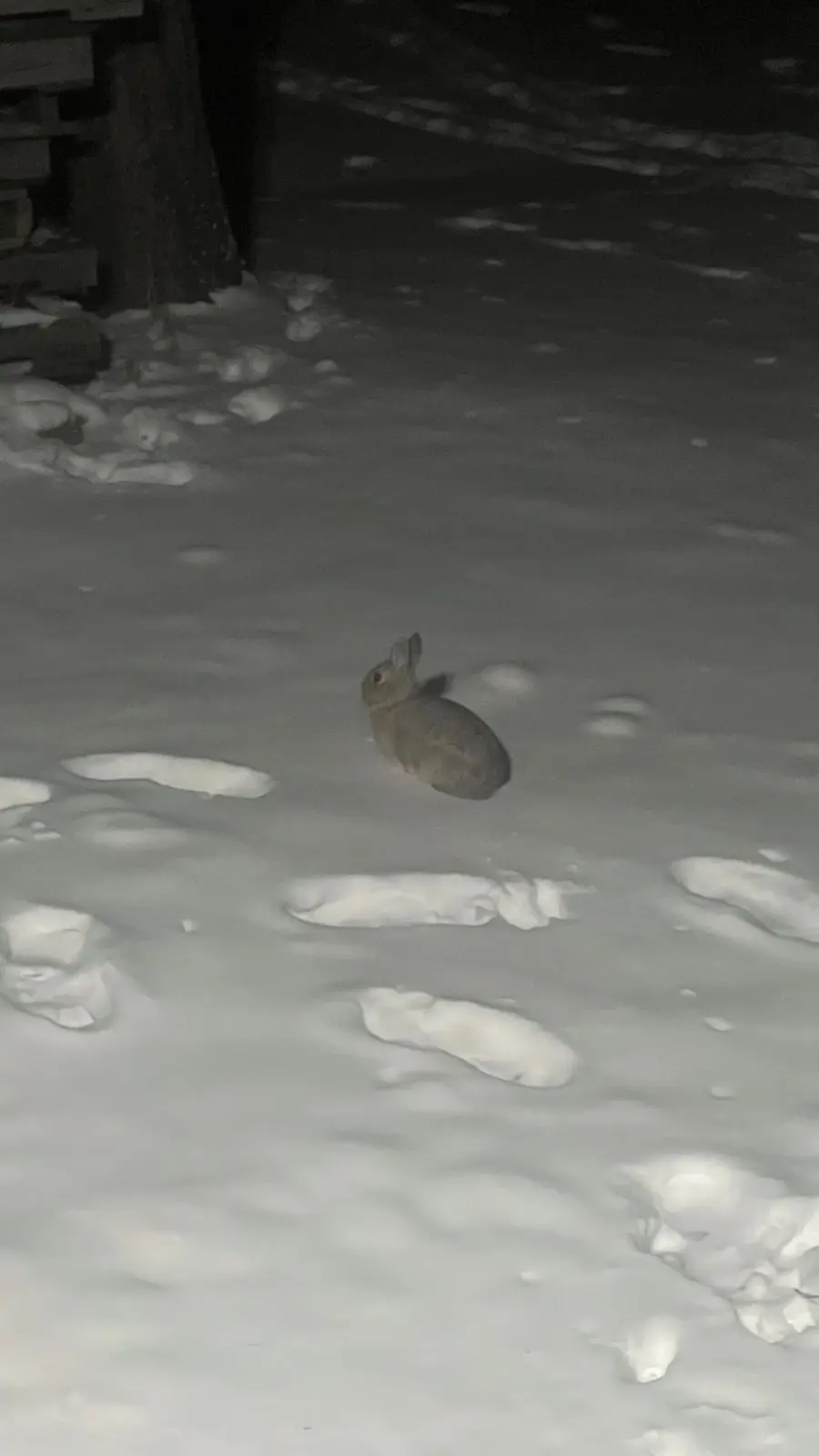 Wildlife tracks and a rabbit in the ranch snow.
