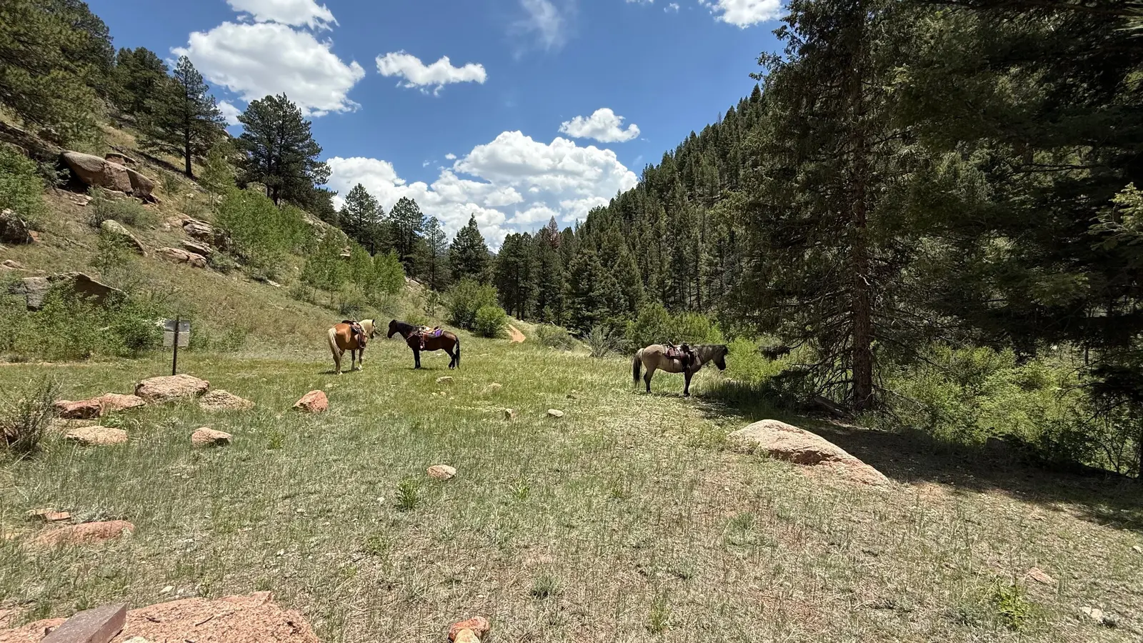 Horses grazing in a green mountain meadow.
