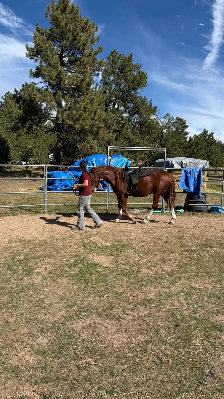 Preparing a horse for another day on the ranch.
