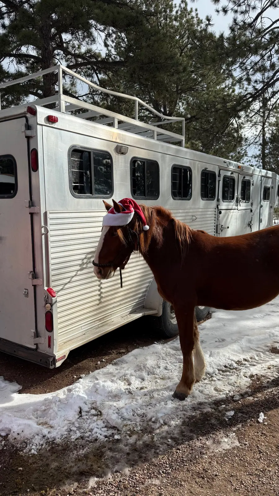 A horse waiting beside the trailer after a good ride.